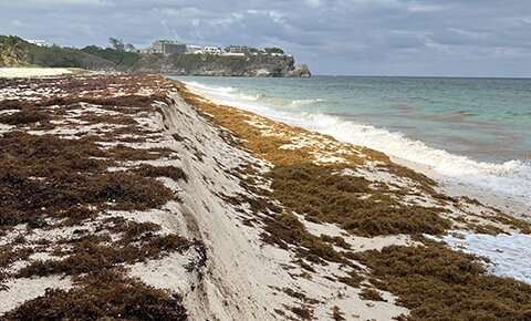 Stinky beach-invading seaweed predicted to spread north